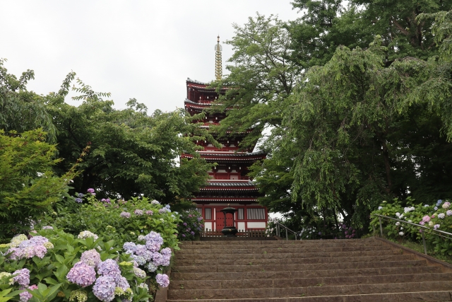 本土寺（あじさい寺）